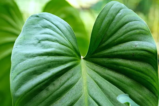 Top Smart Gadgets for Eco-Friendly Living